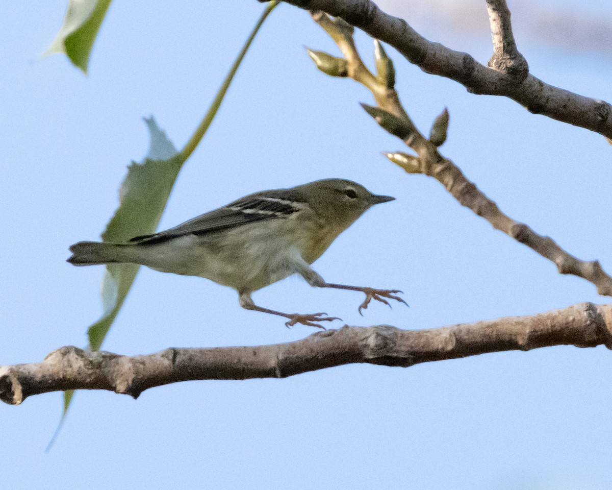 Blackpoll Warbler - ML642601449