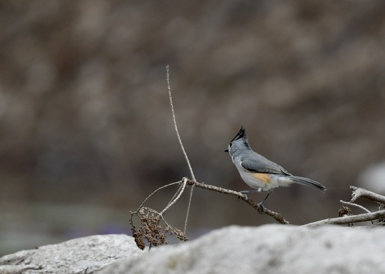 Black-crested Titmouse - ML642601452