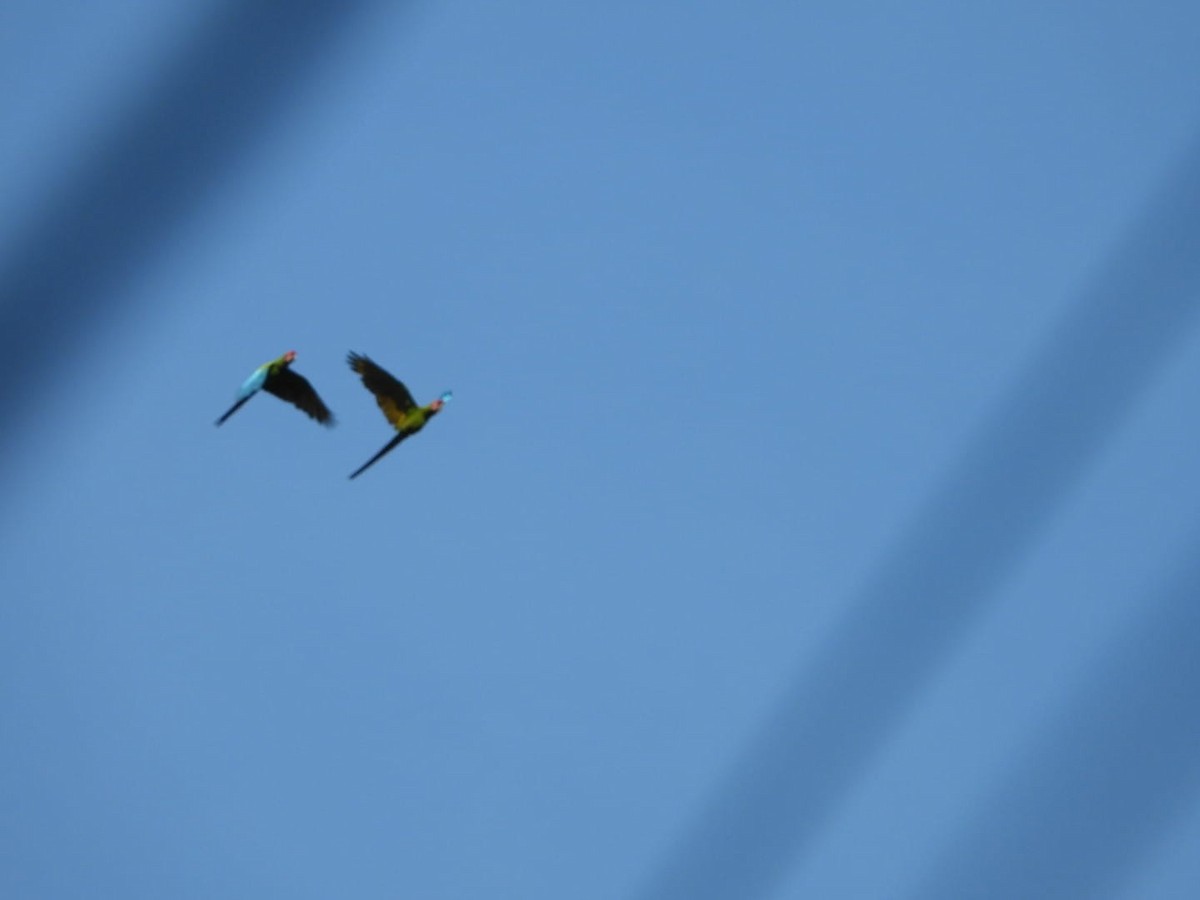 Military Macaw - ML642601454