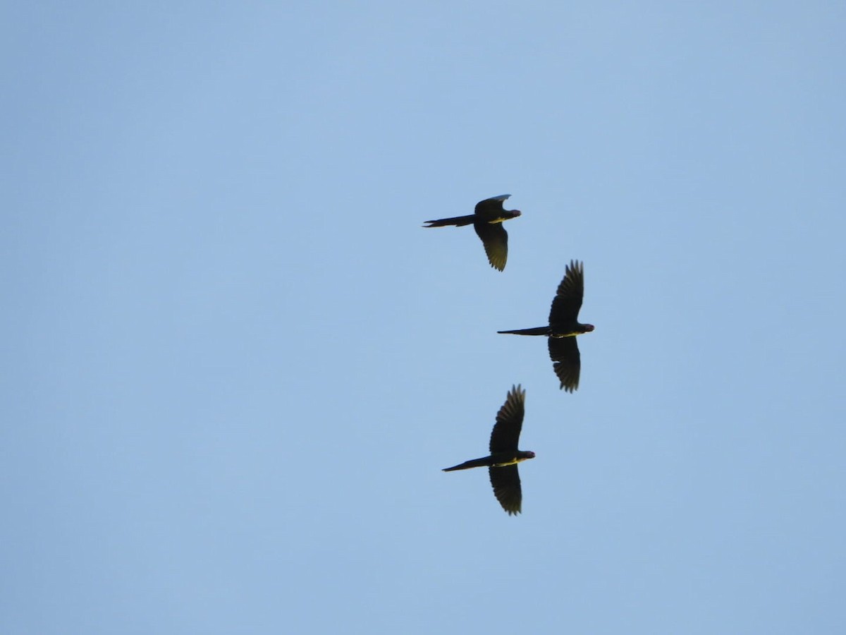 Military Macaw - ML642601455