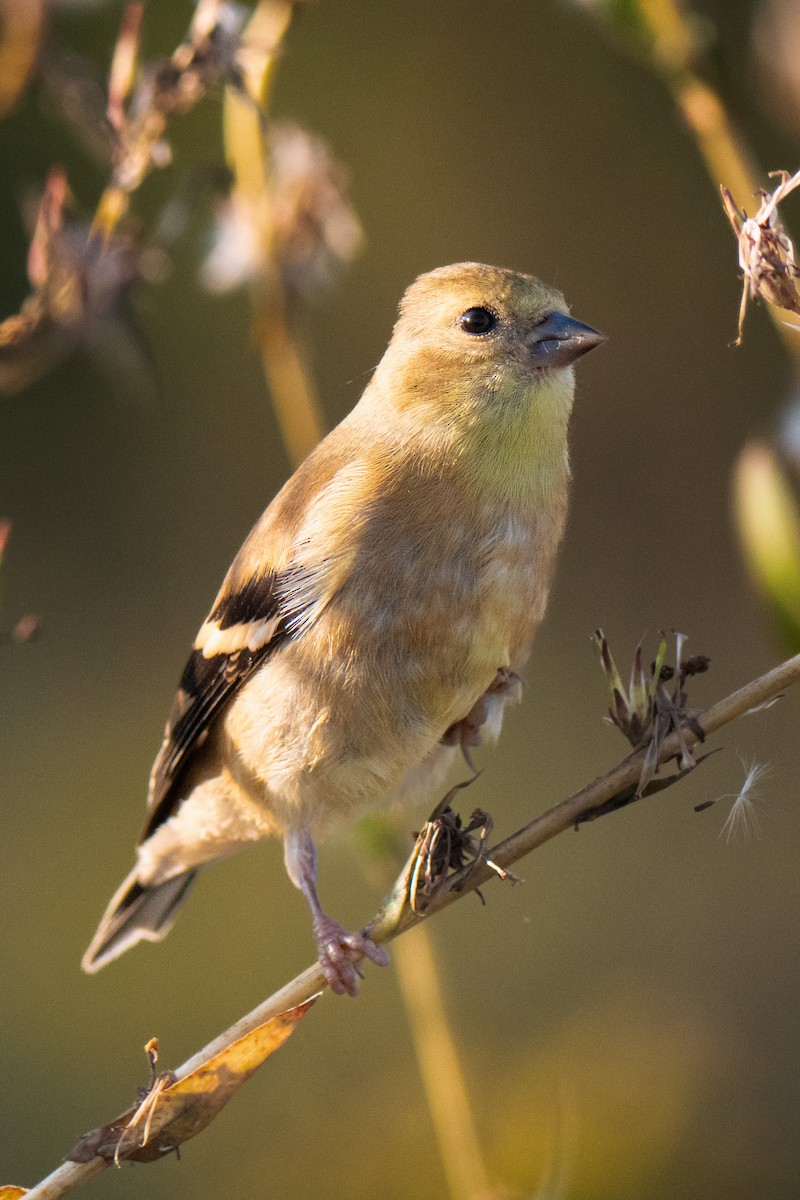 Altın İskete - ML642601458