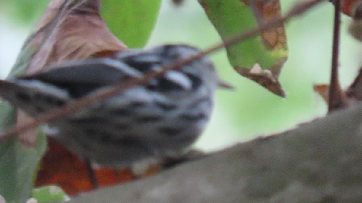Black-and-white Warbler - ML642601460