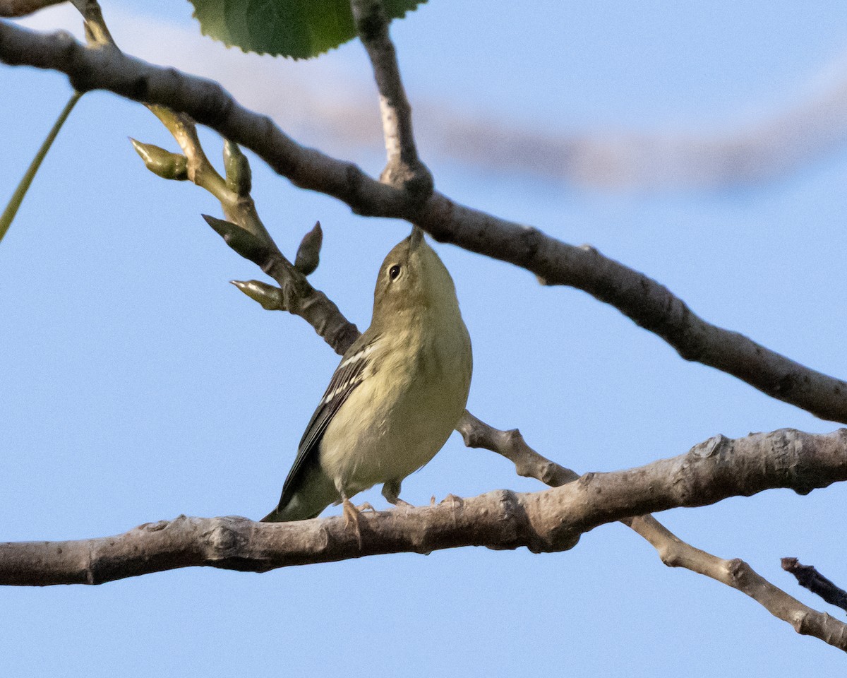 Blackpoll Warbler - ML642601462