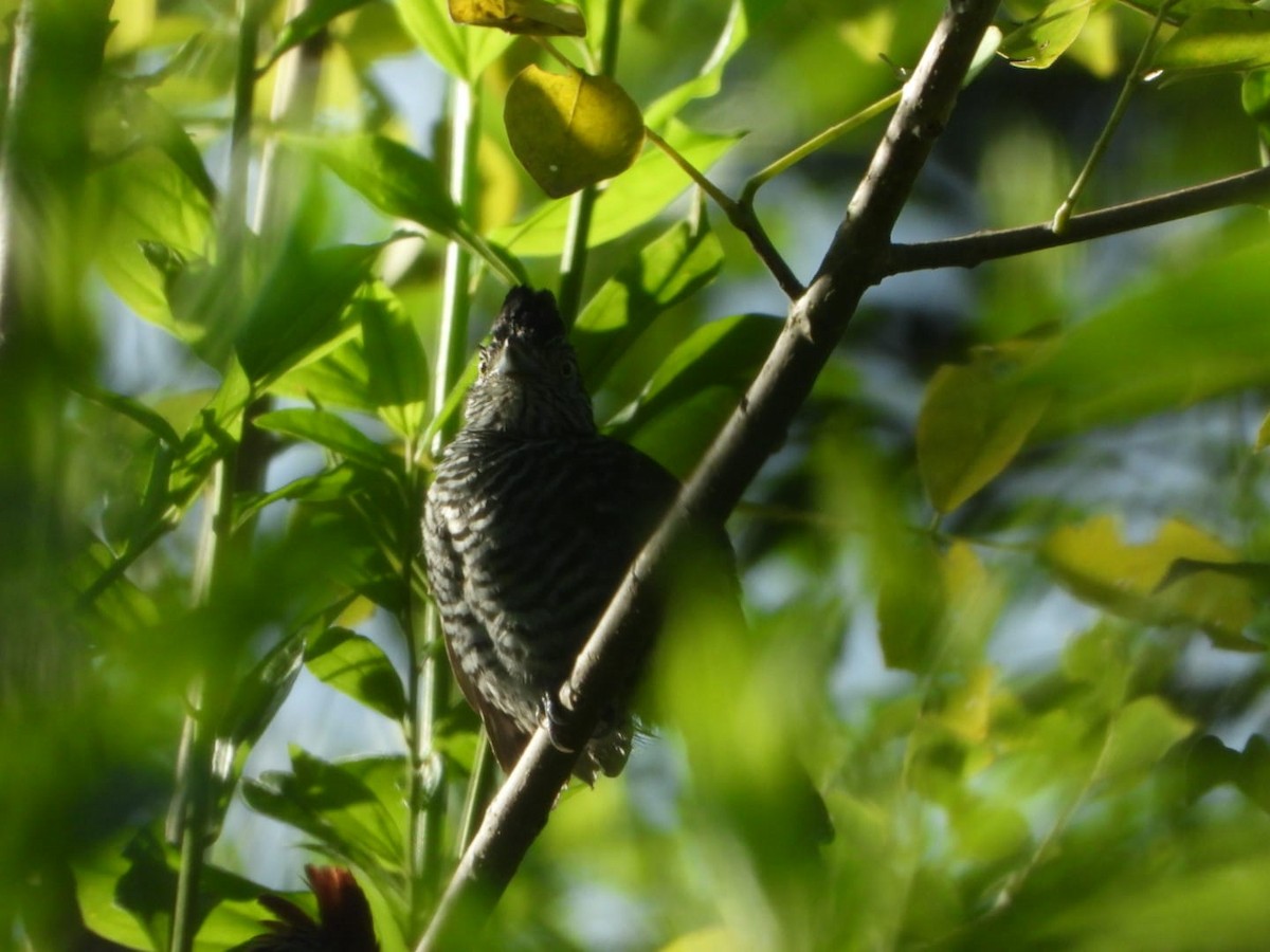 Barred Antshrike - ML642601463