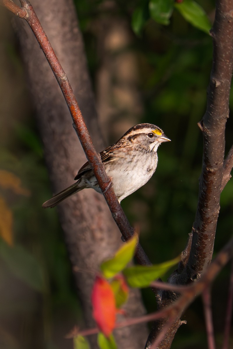 Ak Boğazlı Serçe - ML642601476