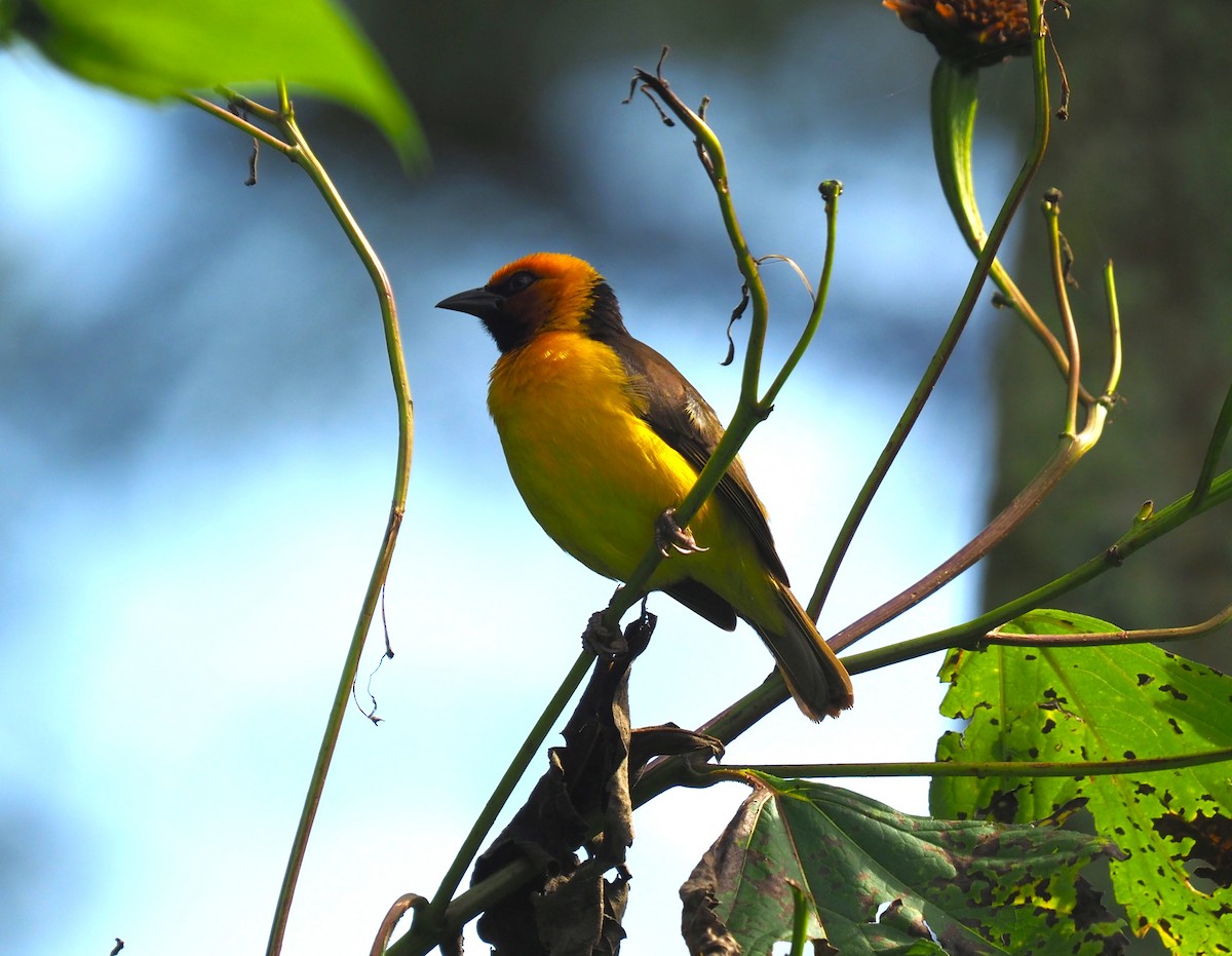 Black-necked Weaver - ML642601480