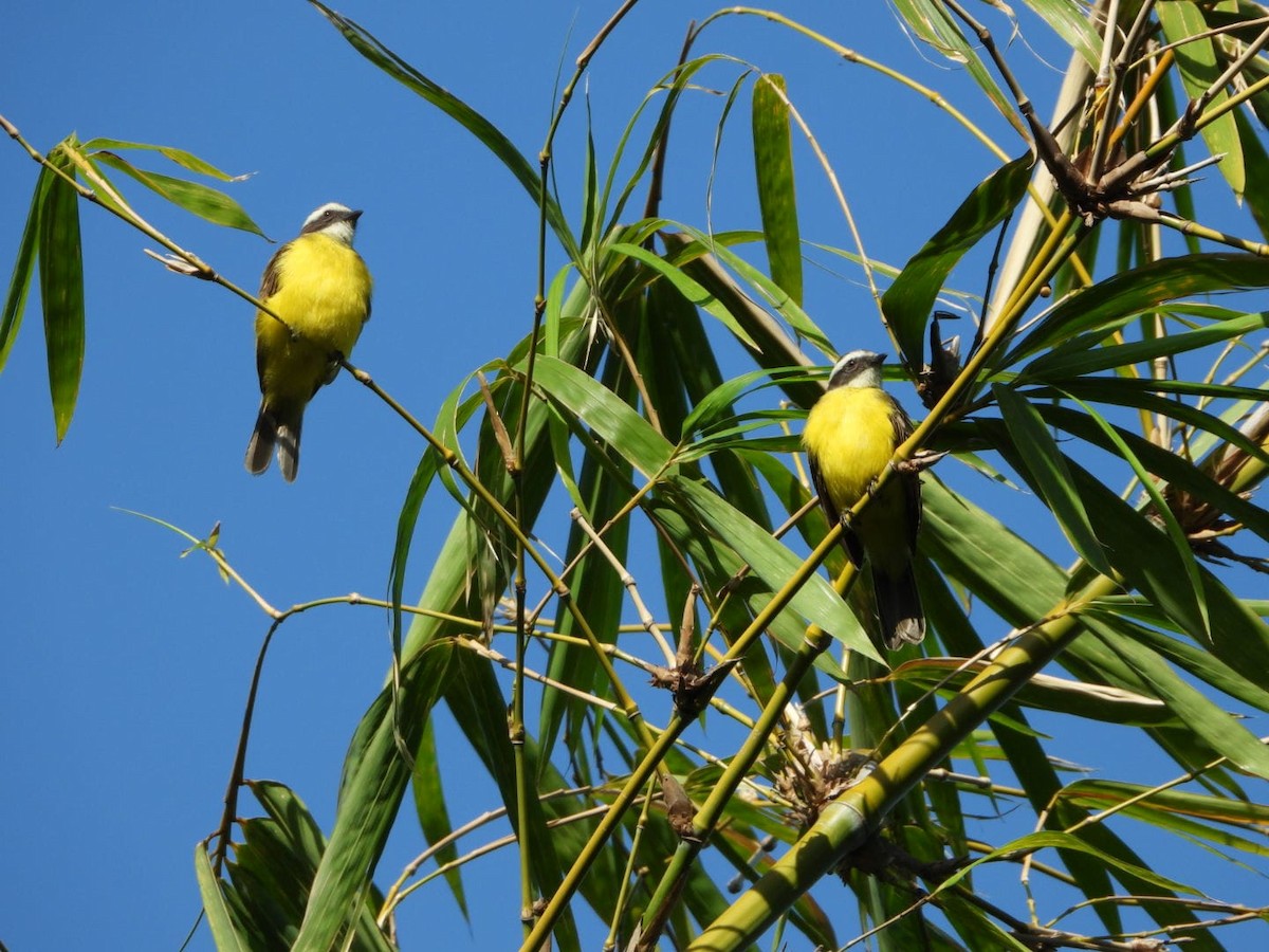 Rusty-margined Flycatcher - ML642601496