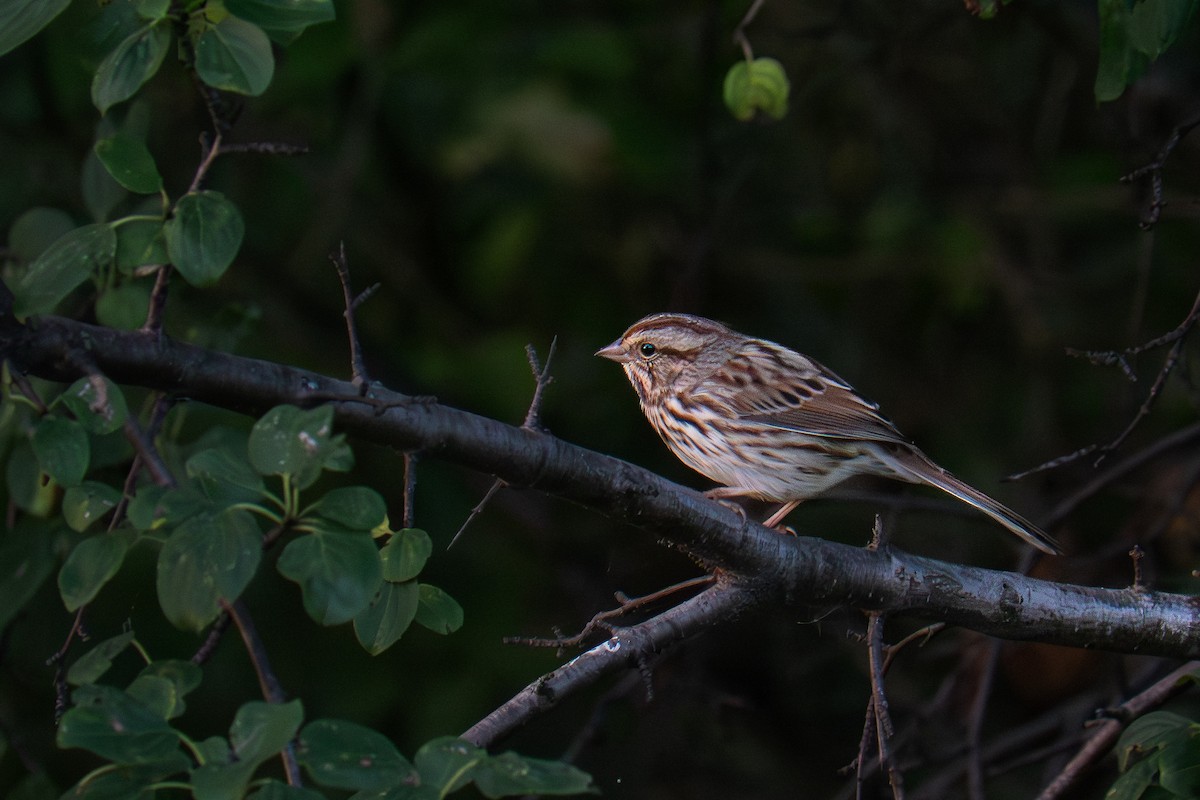 Ötücü Serçe - ML642601499