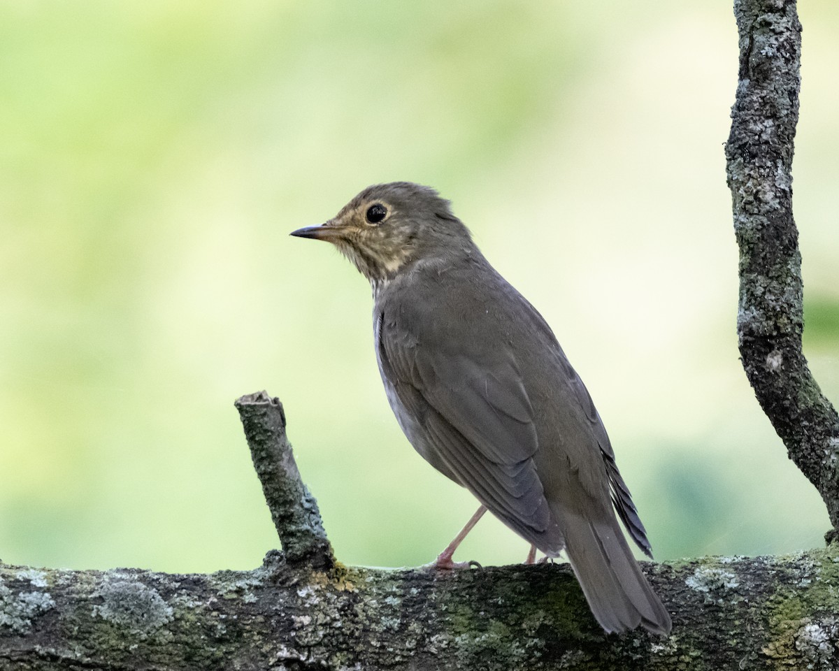 Swainson's Thrush - ML642601503