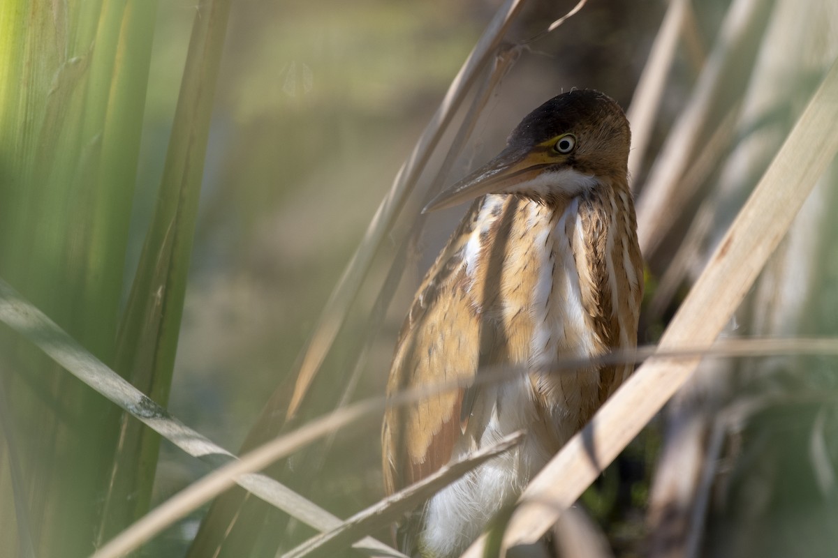 Least Bittern - ML642601509