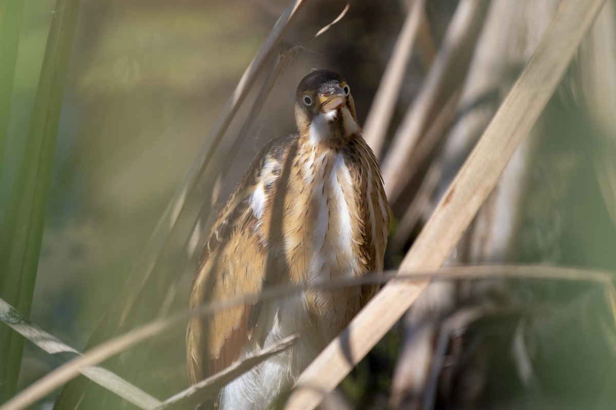 Least Bittern - ML642601510