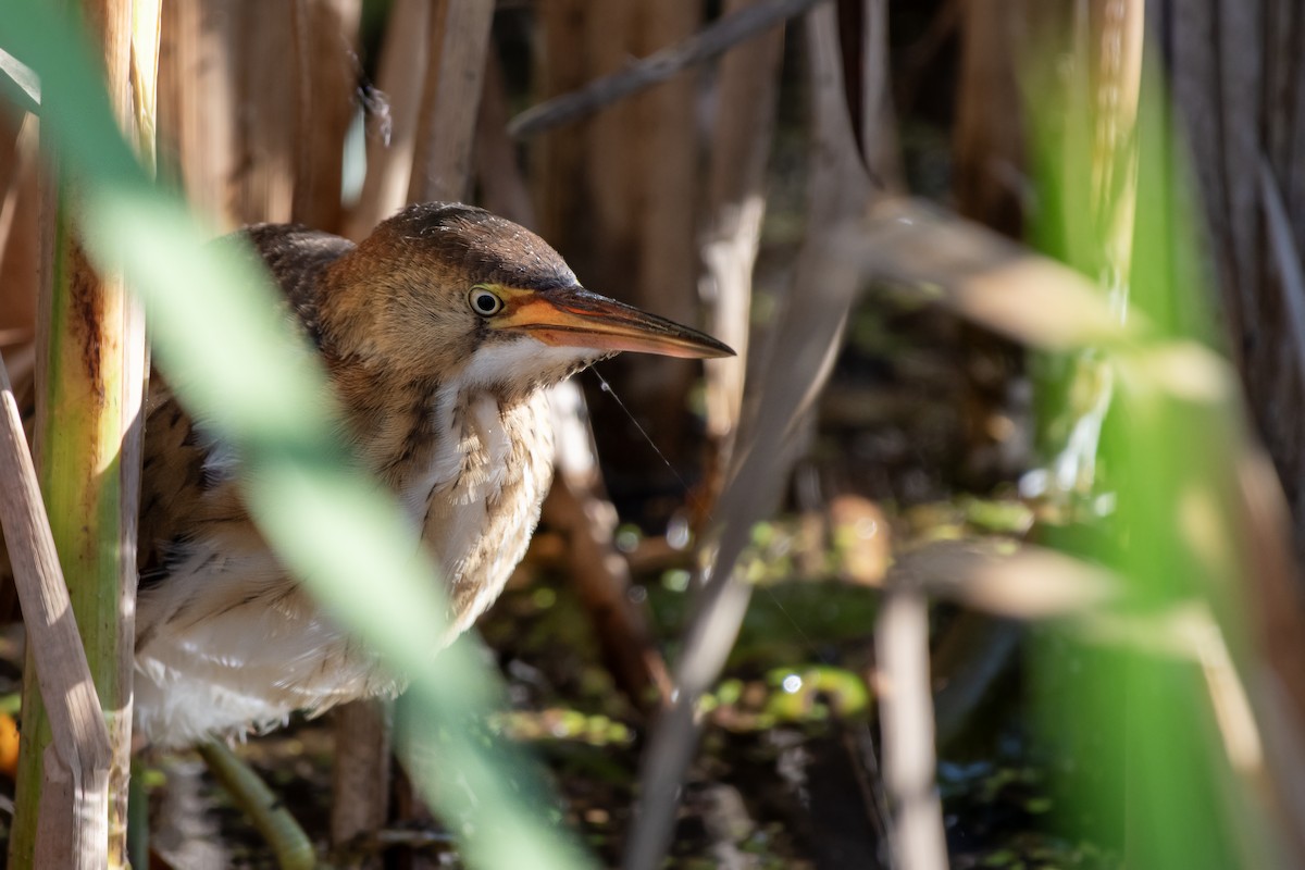 Least Bittern - ML642601511
