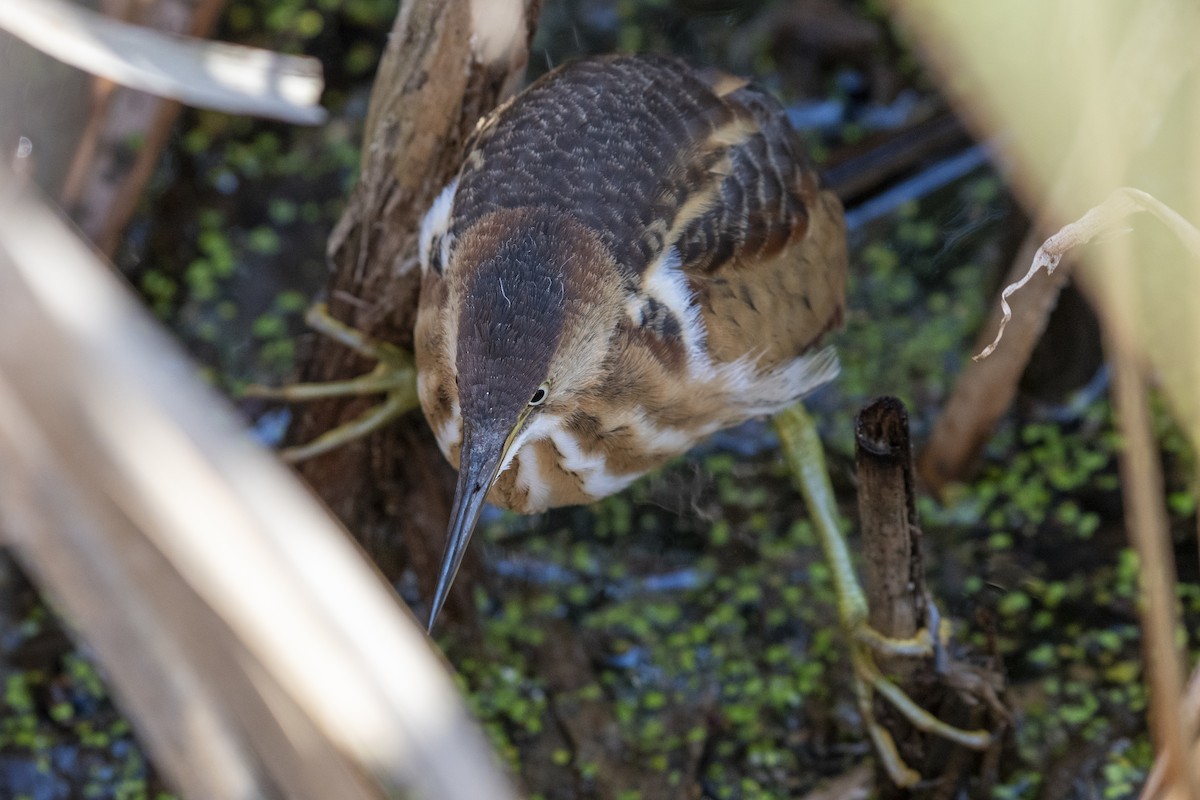Least Bittern - ML642601513