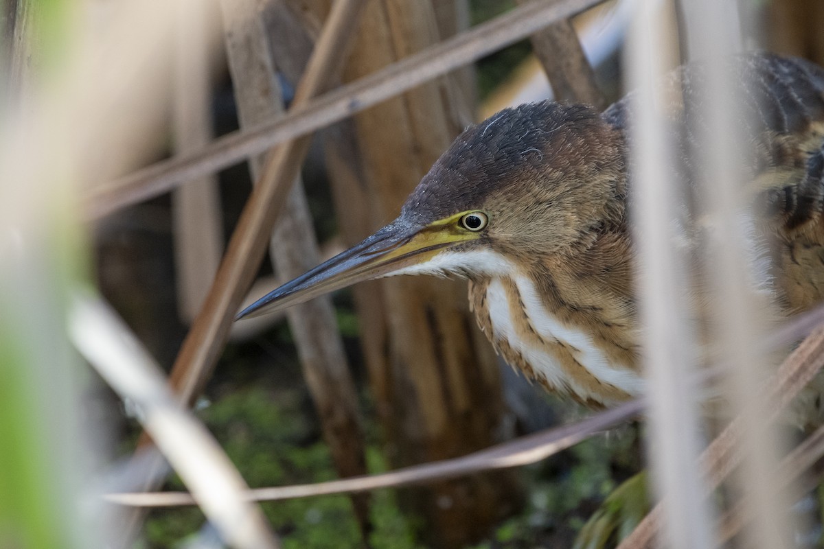Least Bittern - ML642601514