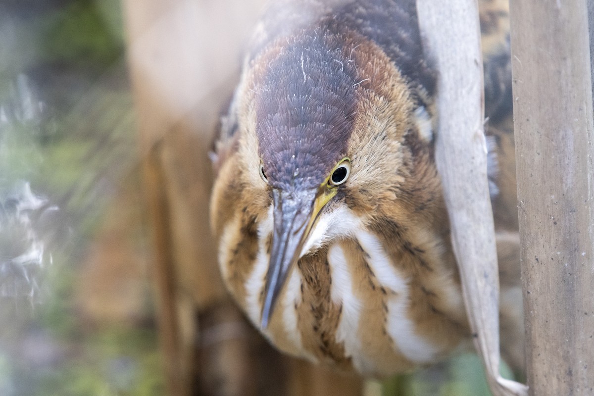 Least Bittern - ML642601515