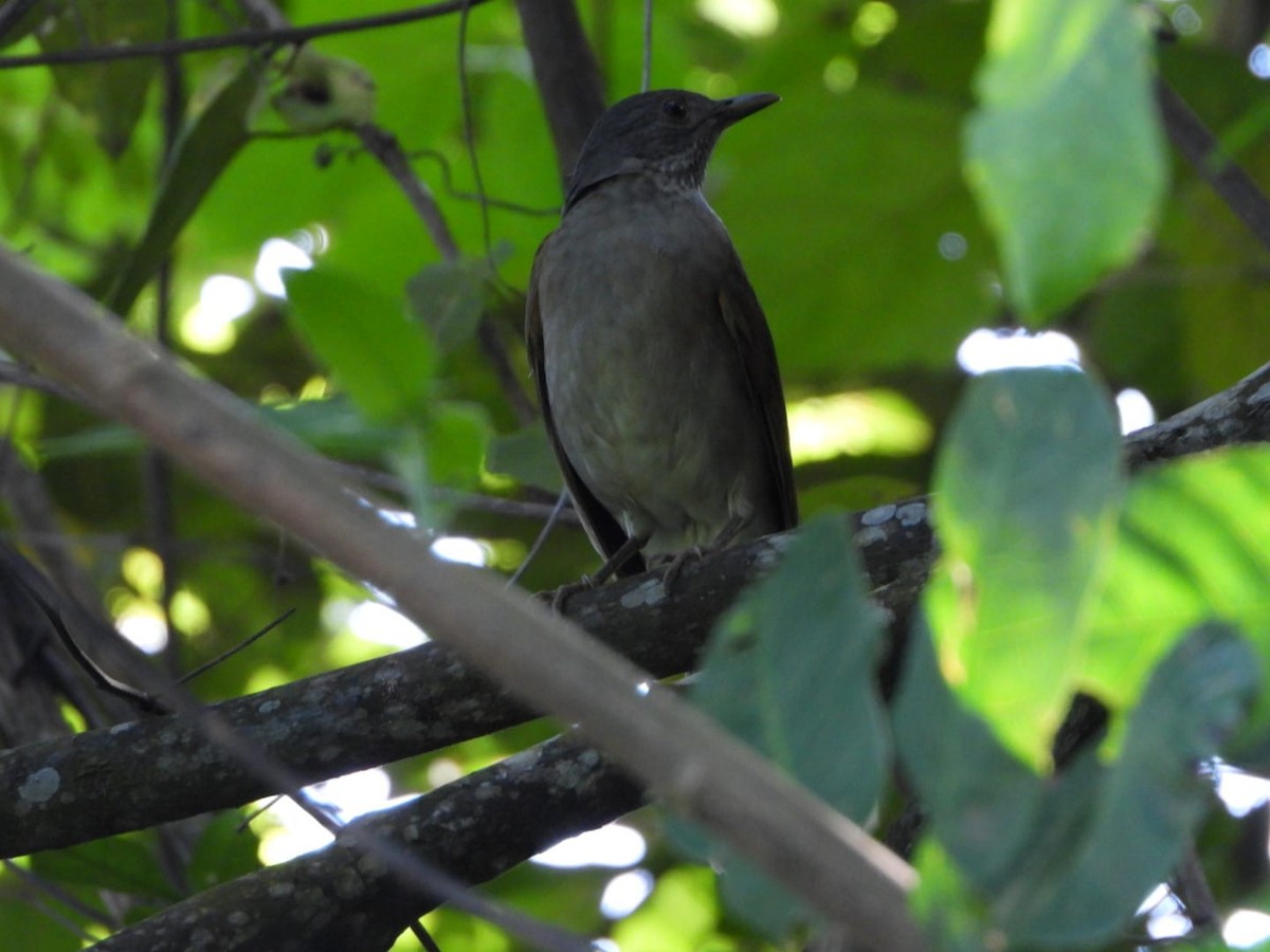 Pale-breasted Thrush - ML642601522