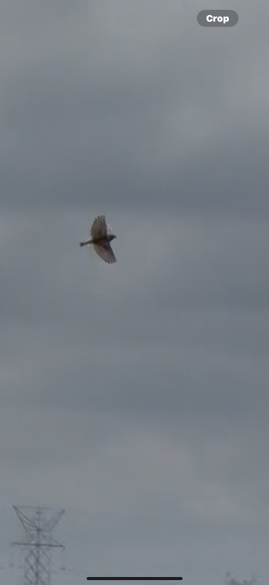 Chestnut-collared Longspur - ML642601531