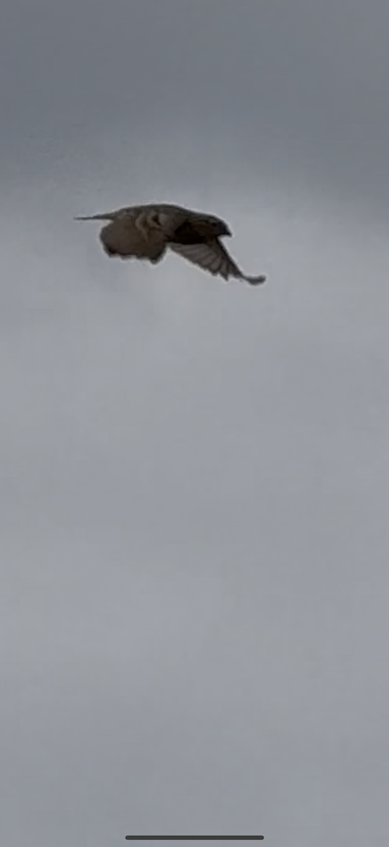 Chestnut-collared Longspur - ML642601532