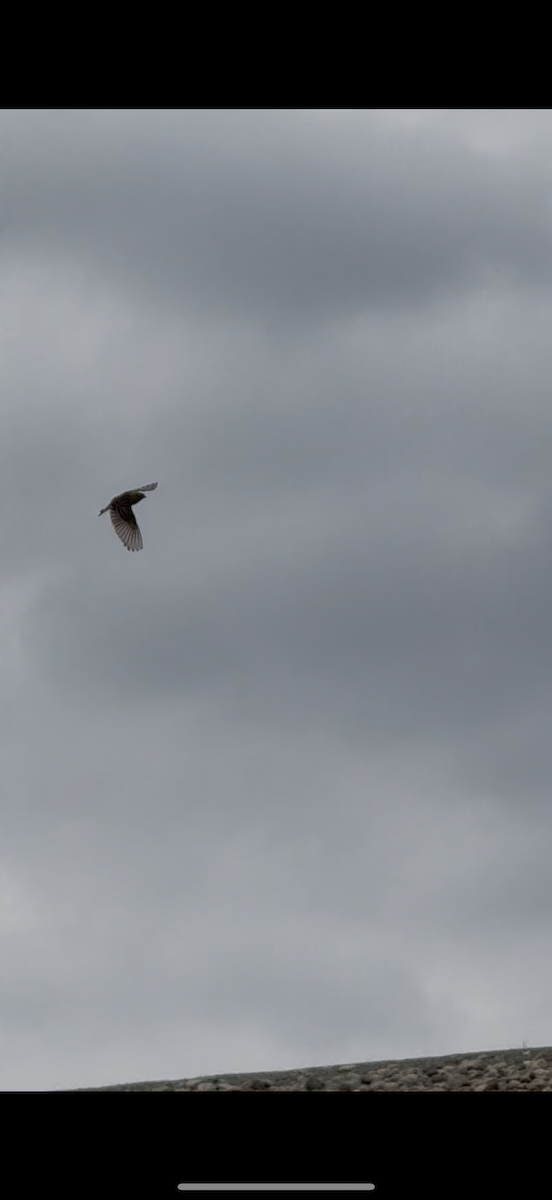 Chestnut-collared Longspur - ML642601533