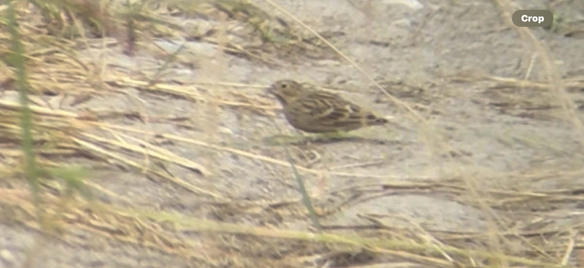 Chestnut-collared Longspur - ML642601534