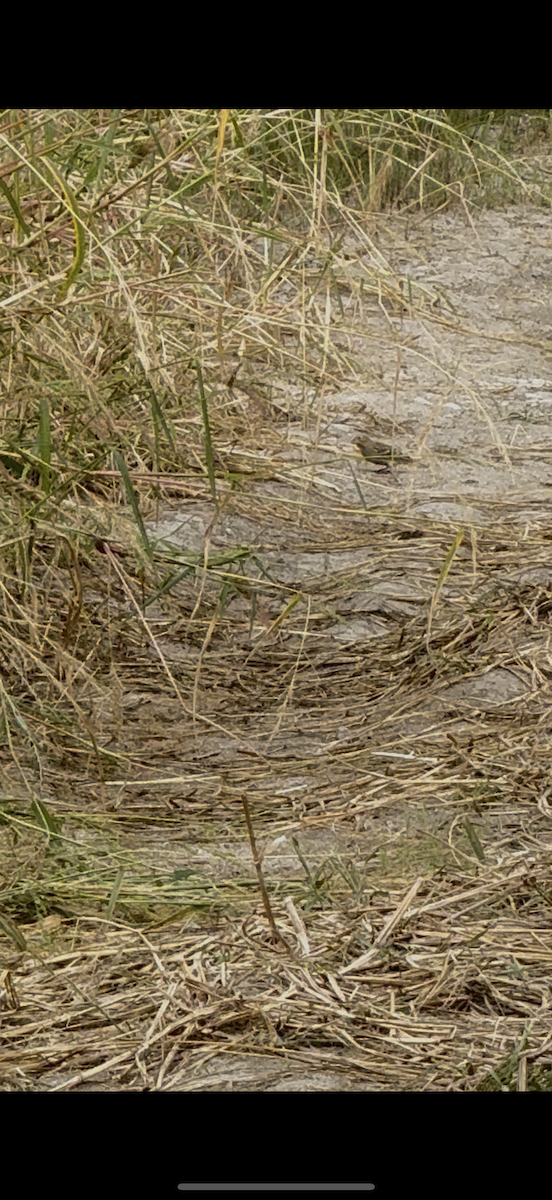 Chestnut-collared Longspur - ML642601535