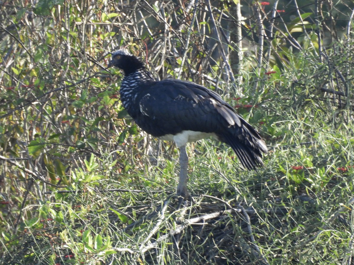 Horned Screamer - ML642601539