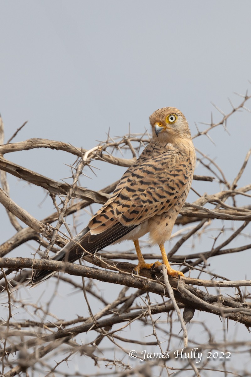 Greater Kestrel - ML642601567