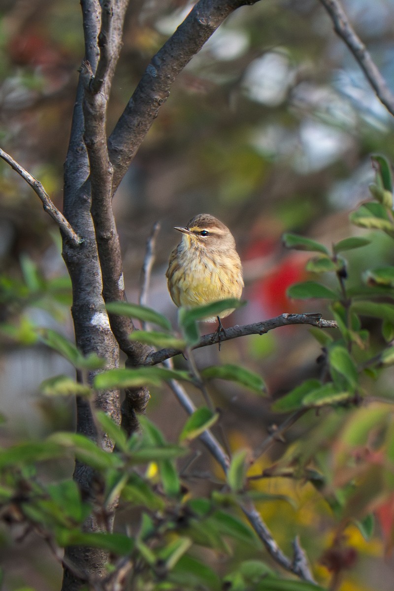 Palmiye Ötleğeni - ML642601576