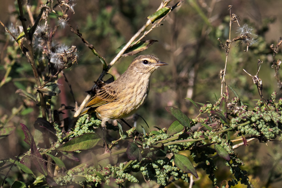 Palmiye Ötleğeni - ML642601577