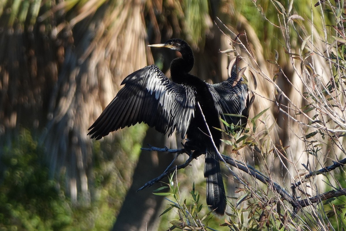 anhinga americká - ML642601579
