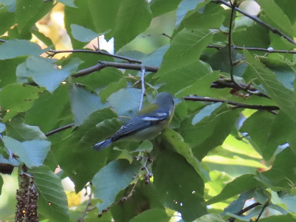 stryparula - ML642601587