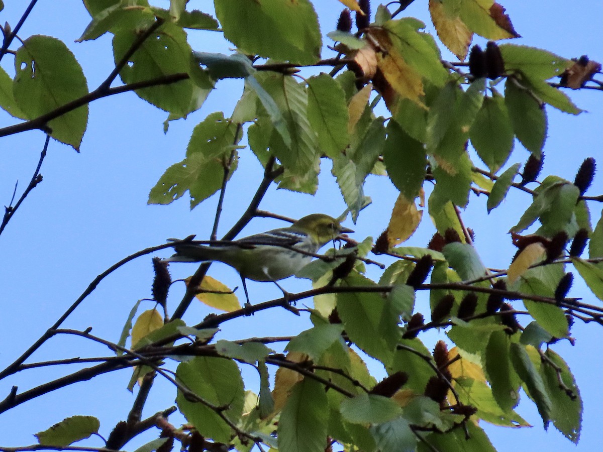 grønnparula - ML642601596