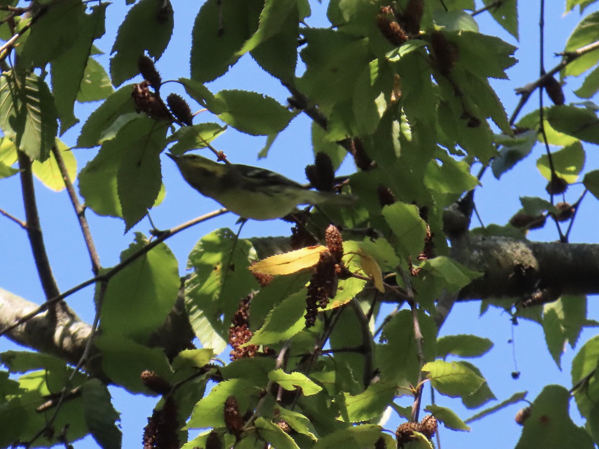 grønnparula - ML642601602