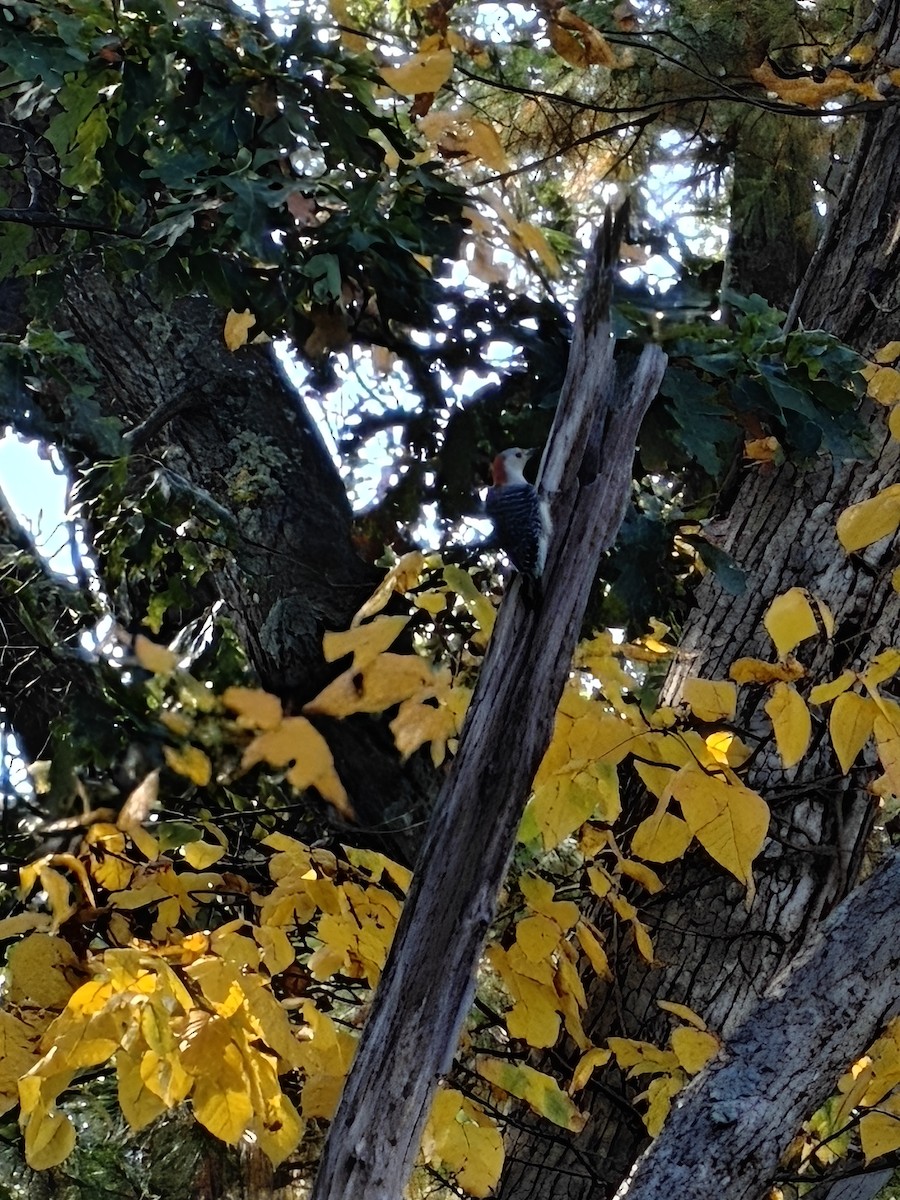 Red-bellied Woodpecker - ML642601627