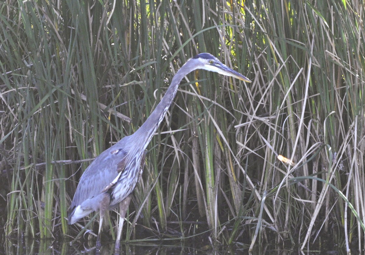 Great Blue Heron - ML642601643