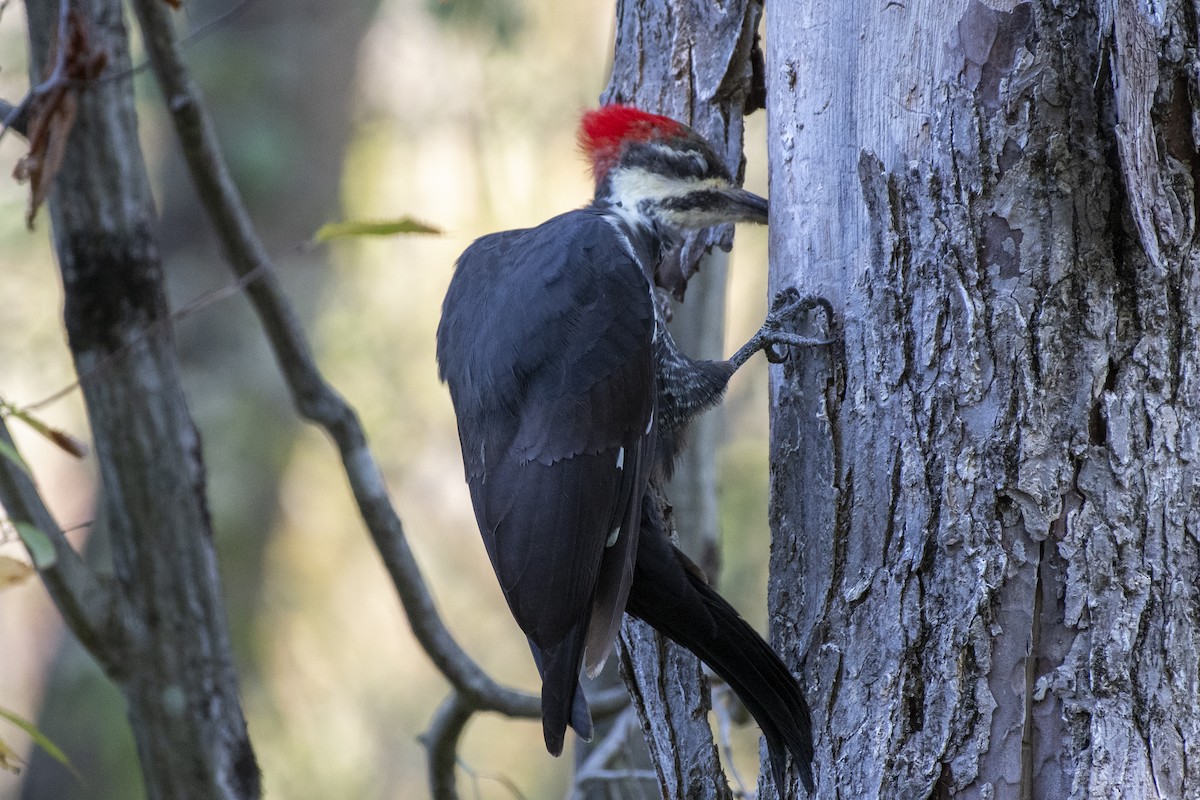 Pileated Woodpecker - ML642601647