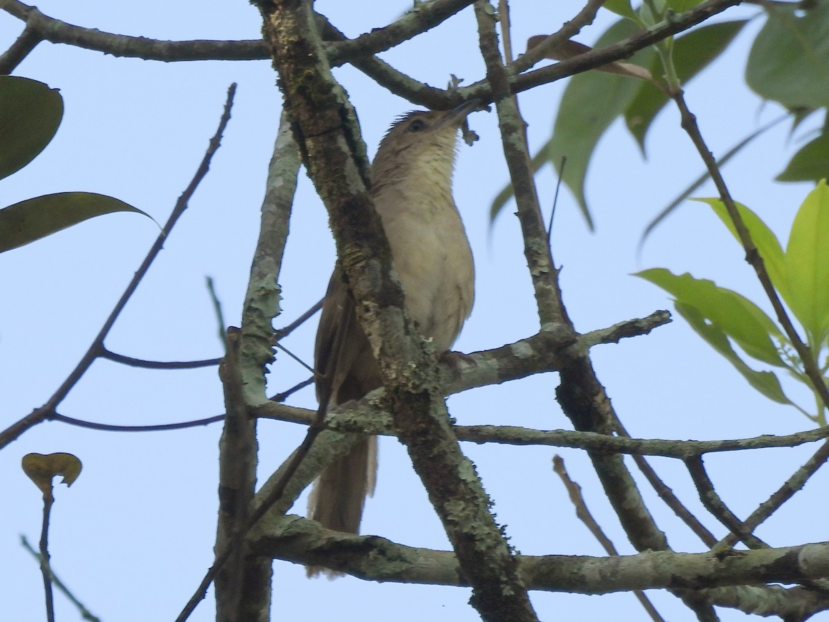 Plain Thornbird - ML642601650