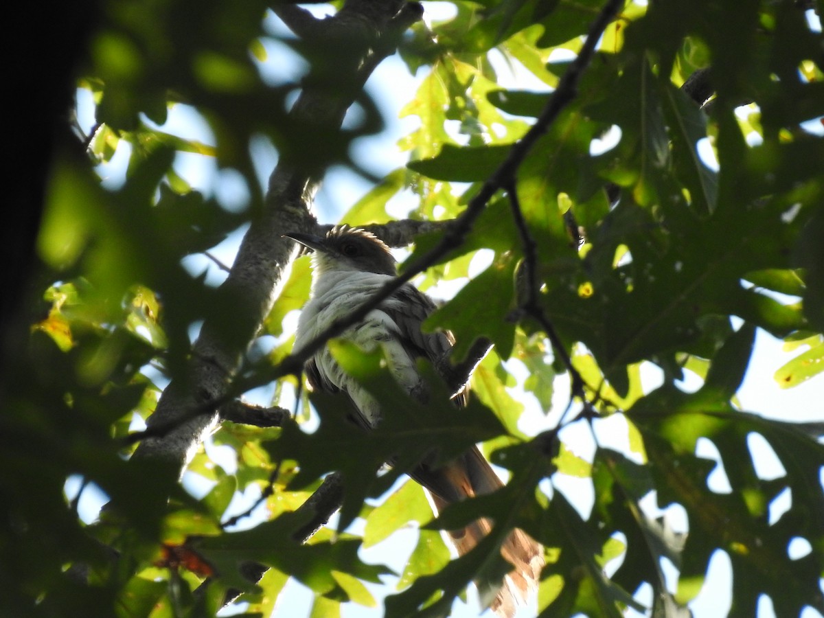 Black-billed Cuckoo - ML642601676