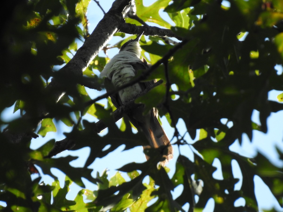Black-billed Cuckoo - ML642601677