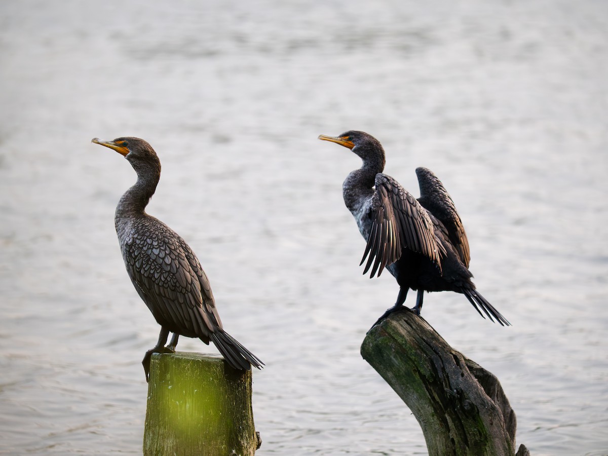 Kulaklı Karabatak - ML642601703