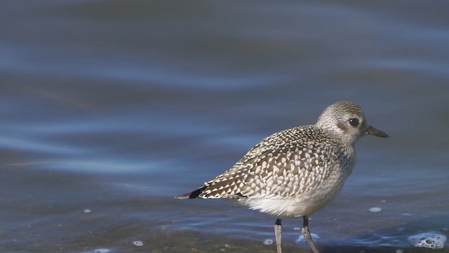 Black-bellied Plover - ML642601704