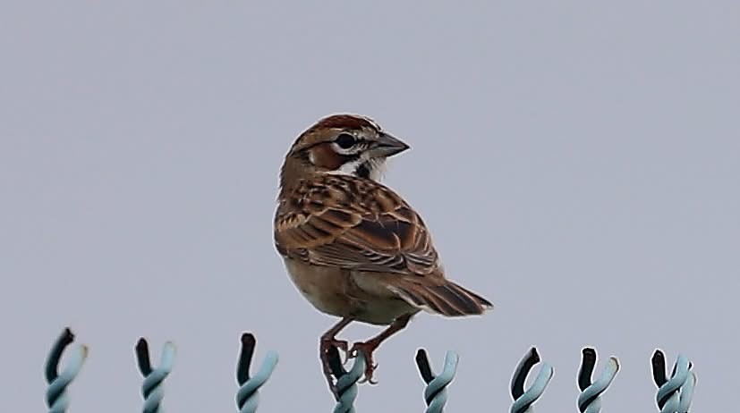 Lark Sparrow - ML642601711