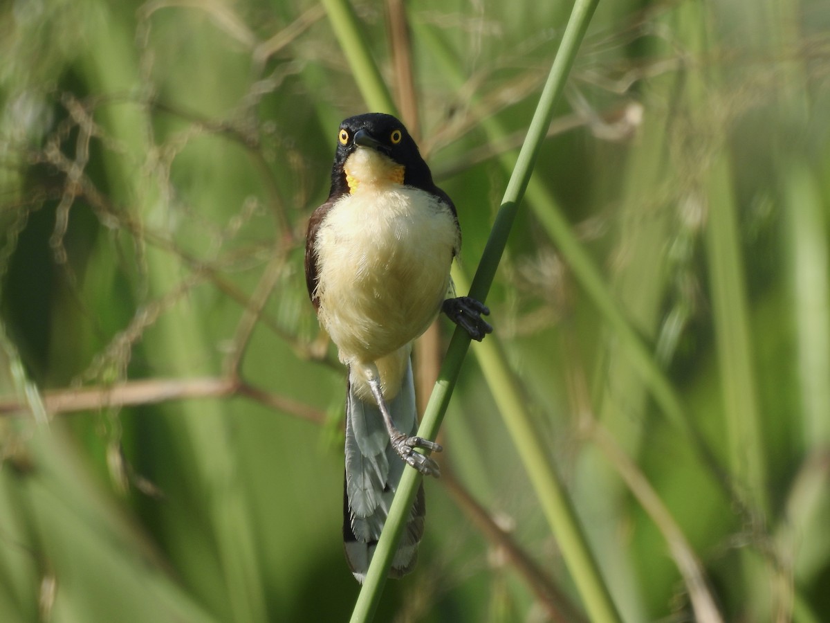 Black-capped Donacobius - ML642601728