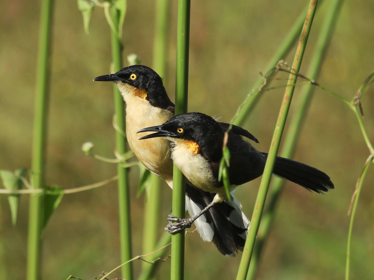 Black-capped Donacobius - ML642601729