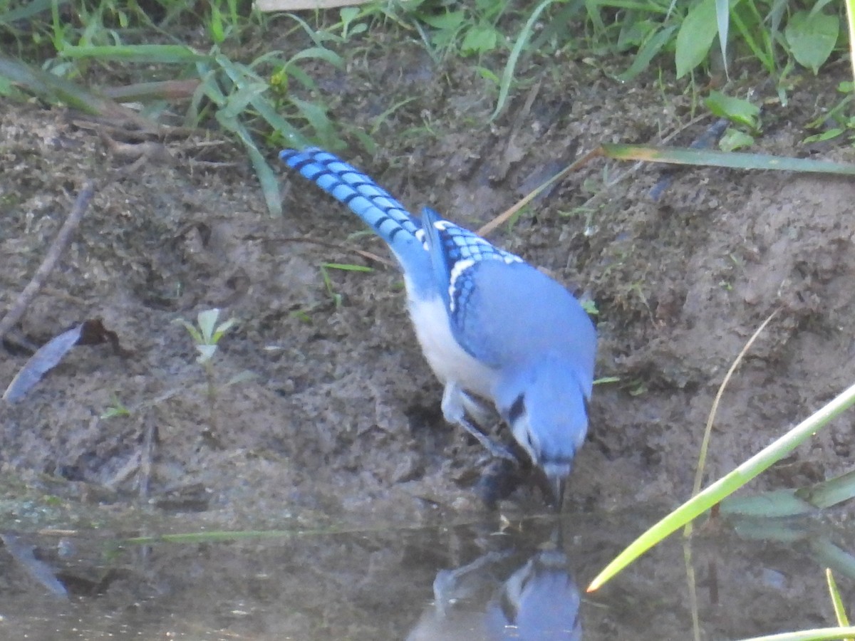 Blue Jay - ML642601758