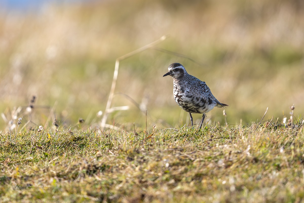 American Golden-Plover - ML642601790