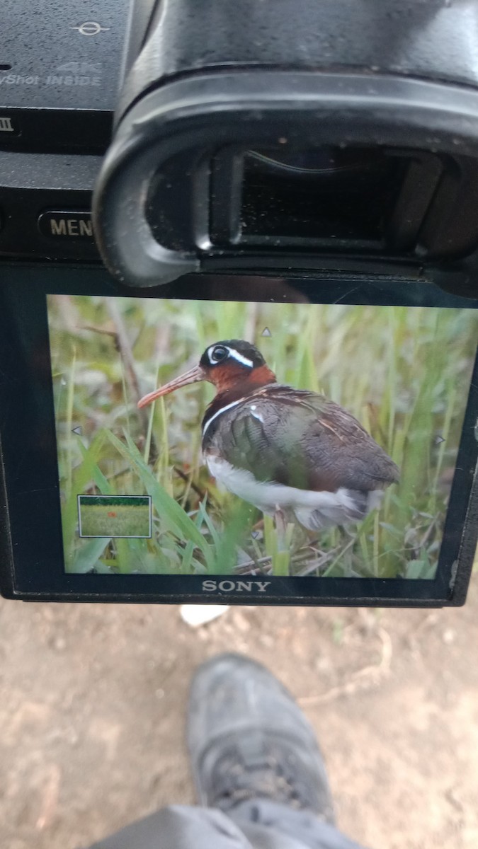 Greater Painted-Snipe - ML642601796