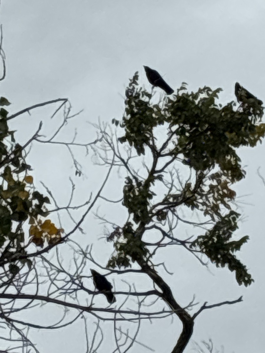 American Crow - ML642601807