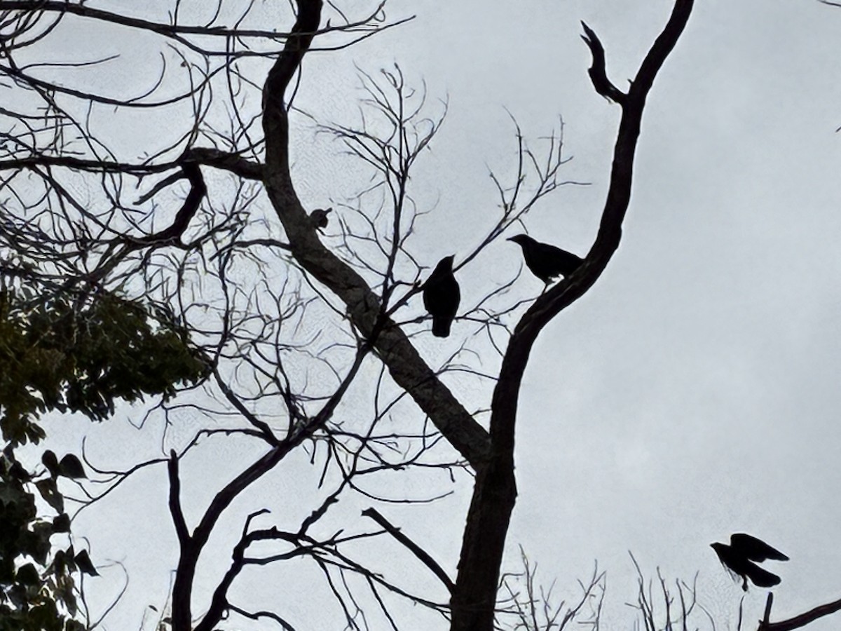 American Crow - ML642601808