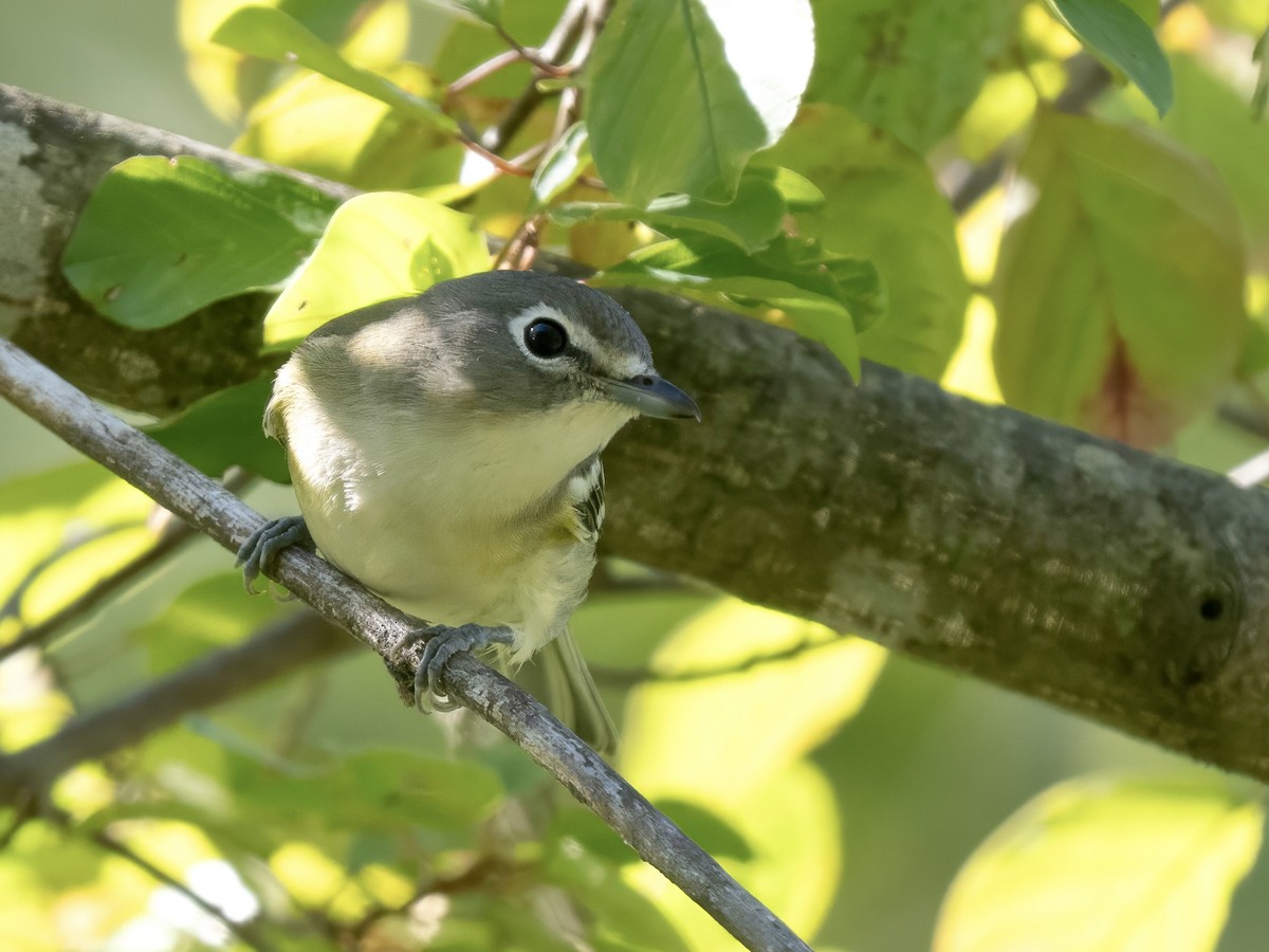 Blue-headed Vireo - ML642601817
